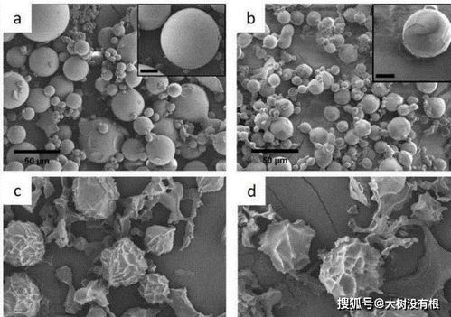 骨灰的化学本质与时间演变 从有机物到无机物的转化